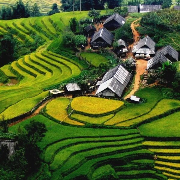 Khám Phá Sapa: Hành Trình Hiking Ý Linh Hồ, Lao Chải và Tả Van Trong Một Ngày